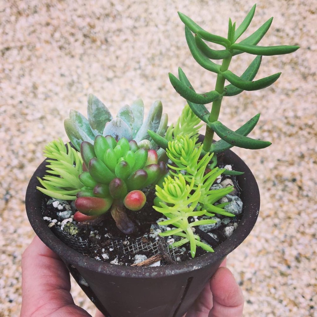 How To Make Succulent Soil Mix Recipe With Video Camp Topisaw