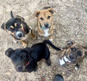 puppies at Camp Topisaw