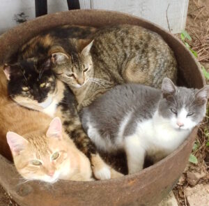 box with four cats