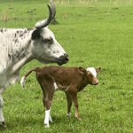 white pineywoods cow with horns and brown calf