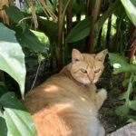 orange tabby cat in leaves