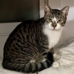 gray tabby cat with white chest brown nose