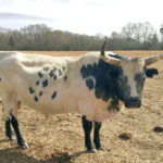 blue pineywoods bull in field